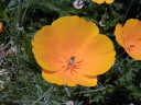 Jump to image if you click