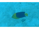 Jump to image if you click