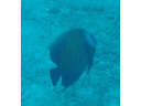 Jump to image if you click