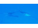 Jump to image if you click