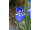 Jump to image if you click